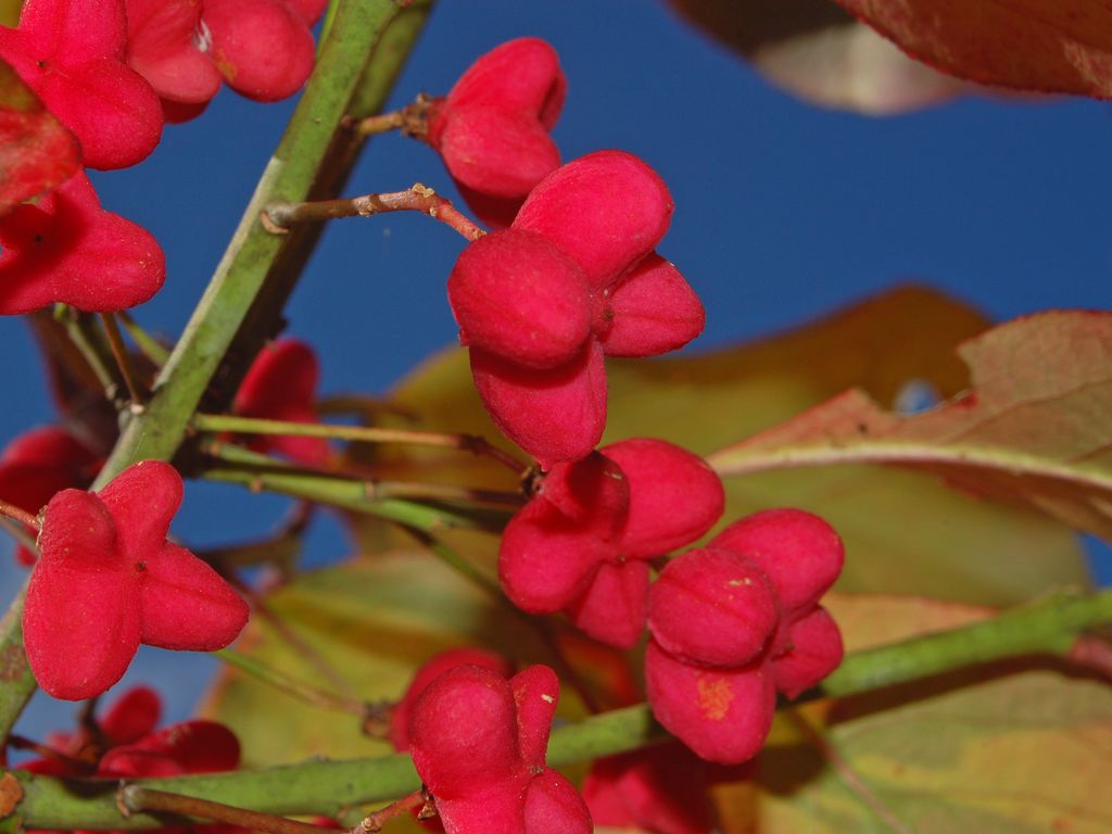 Euonymus euopaeus